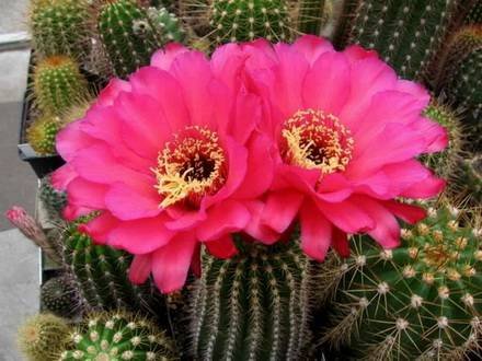 EchinocereusPectinatus1
