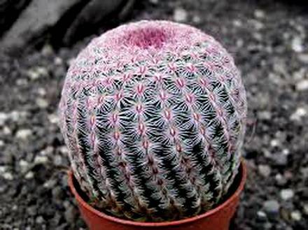 EchinocereusPectinatus2