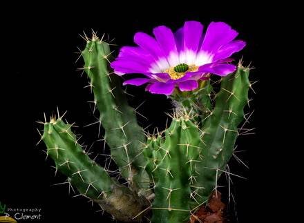 EchinocereusPentalophus