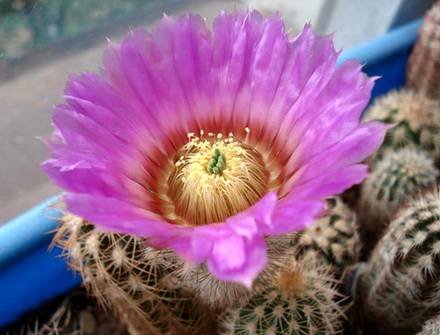 EchinocereusReichenbachii1