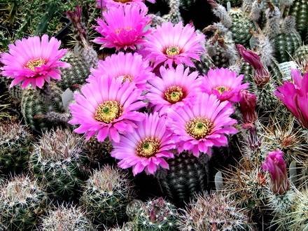 EchinocereusReichenbachii2