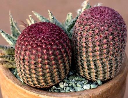 EchinocereusRigidissimus