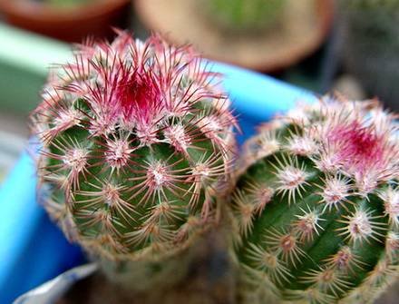 EchinocereusRussanthus