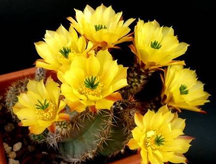 EchinocereusSubinermis