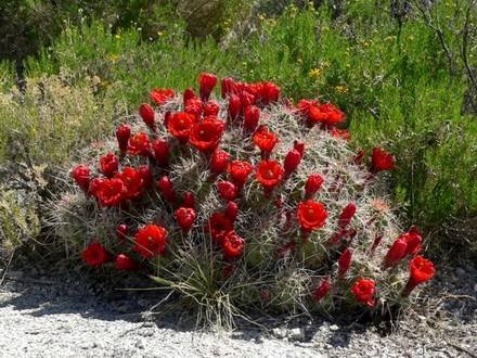 EchinocereusTriglochidiatus1