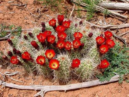 EchinocereusTriglochidiatus2