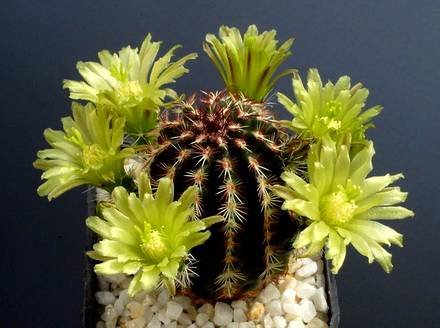 EchinocereusViridiflorus