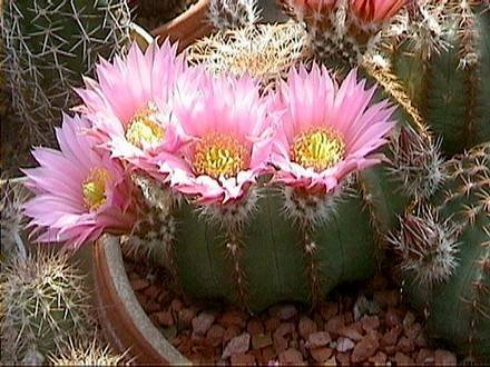 EchinocereusWeinbergii