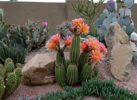 Echinopsis88