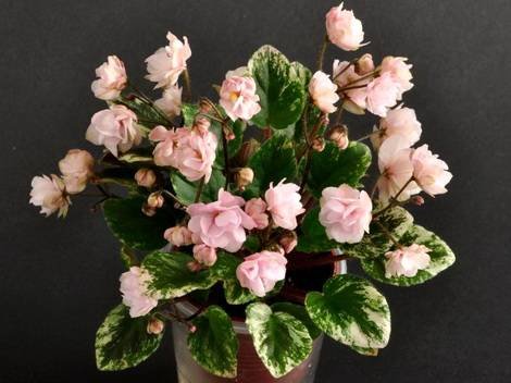 Edee'sRosebudTrail1