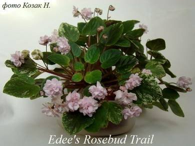 Edee'sRosebudTrail2
