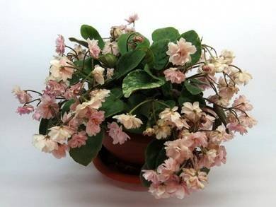 Edee'sRosebudTrail3