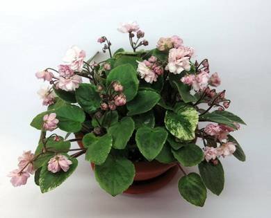 Edee'sRosebudTrail4