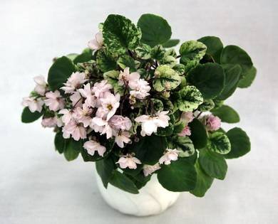Edee'sRosebudTrail5