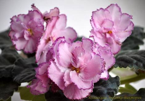 ЕлисейскиеПоля1