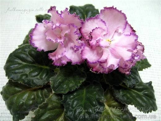 ЕлисейскиеПоля6