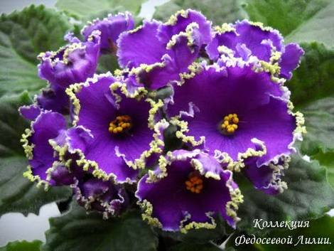 EmeraldLace1