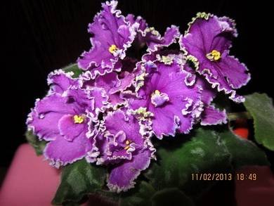 EmeraldLace5