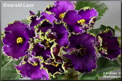 EmeraldLace6