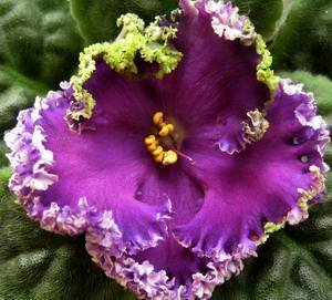 EmeraldLace9