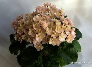 EmeraldPink9