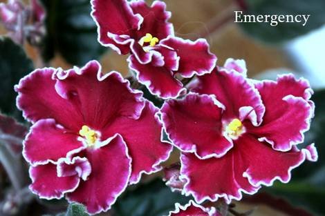 Emergency1