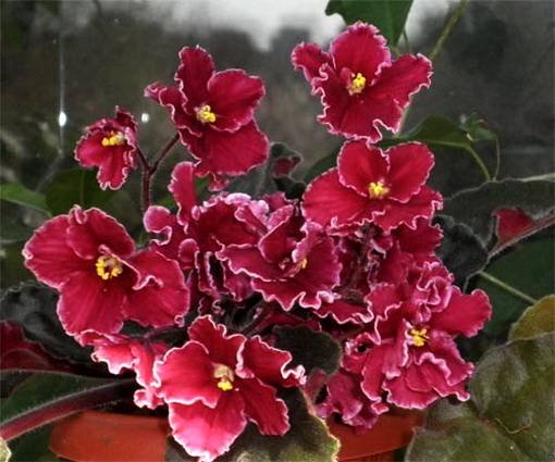 Emergency6