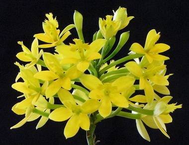 Epidendrum7