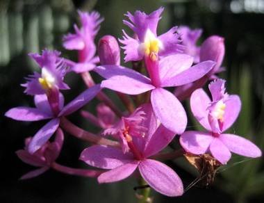 Epidendrum8