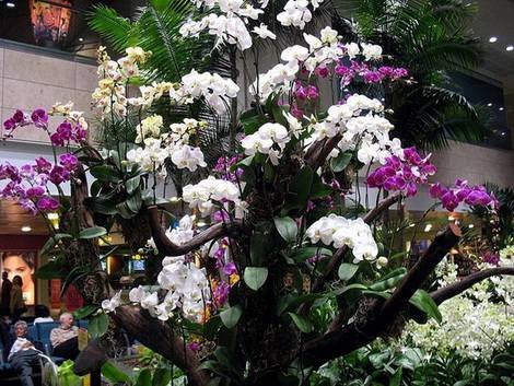 Epidendrum9