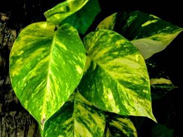 EpipremnumGoldenKvin