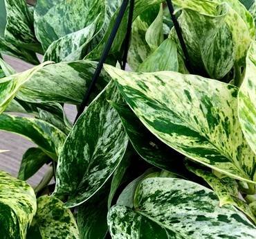 EpipremnumMarbleQueen