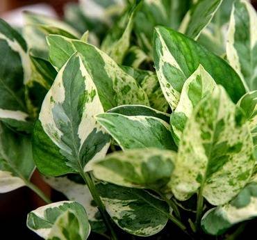 EpipremnumPearlsAndJade