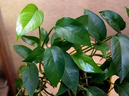 EpipremnumSilvaticum