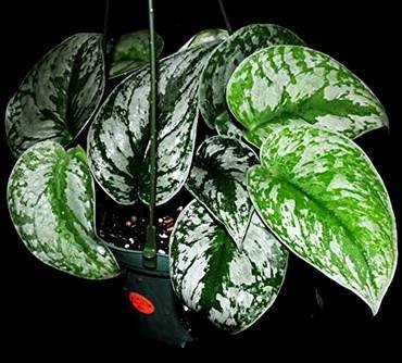 EpipremnumSilverSatin