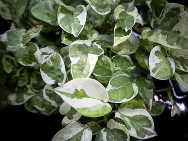 EpipremnumVariegated