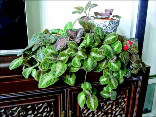 Episcia3
