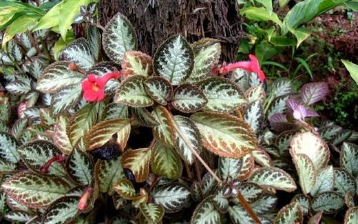Episcia5