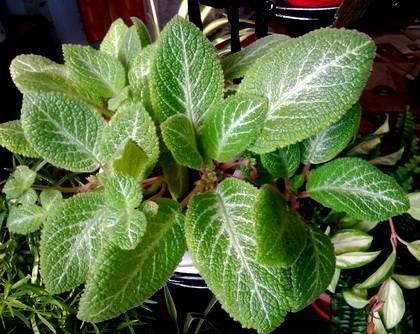Episcia6