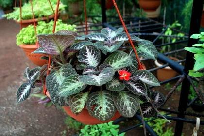 Episcia7