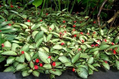 Episcia8