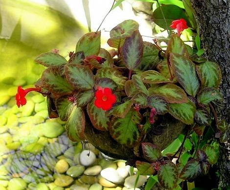 Episcia9