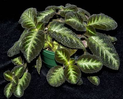 EpisciaLilacina9