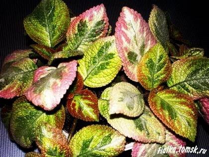 EpisciaUnpredictableValley9