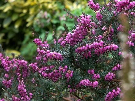 EricaCarnea