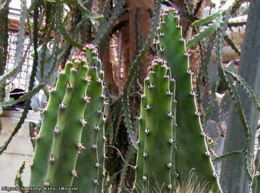 Eriocereus23