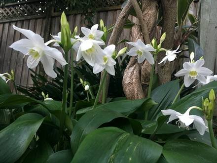 Eucharis5