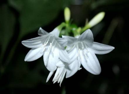 EucharisSubedentata2