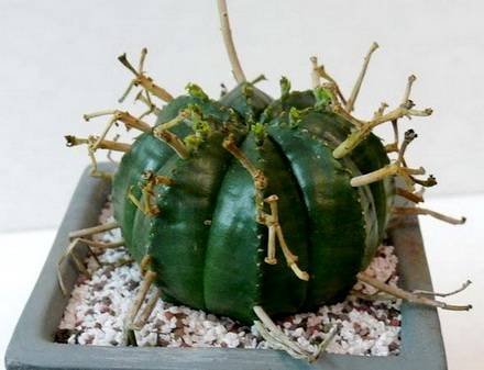 EuphobiaCereiformis