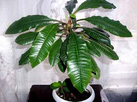 Euphorbia1